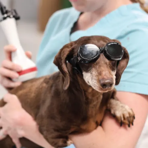 Garland Animal Clinic Laser Therapy