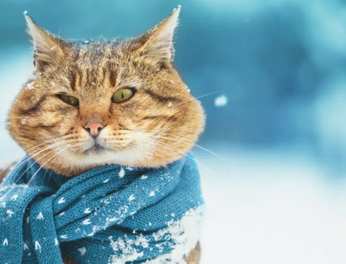 Orange cat with green eyes in the snow with blue scarf