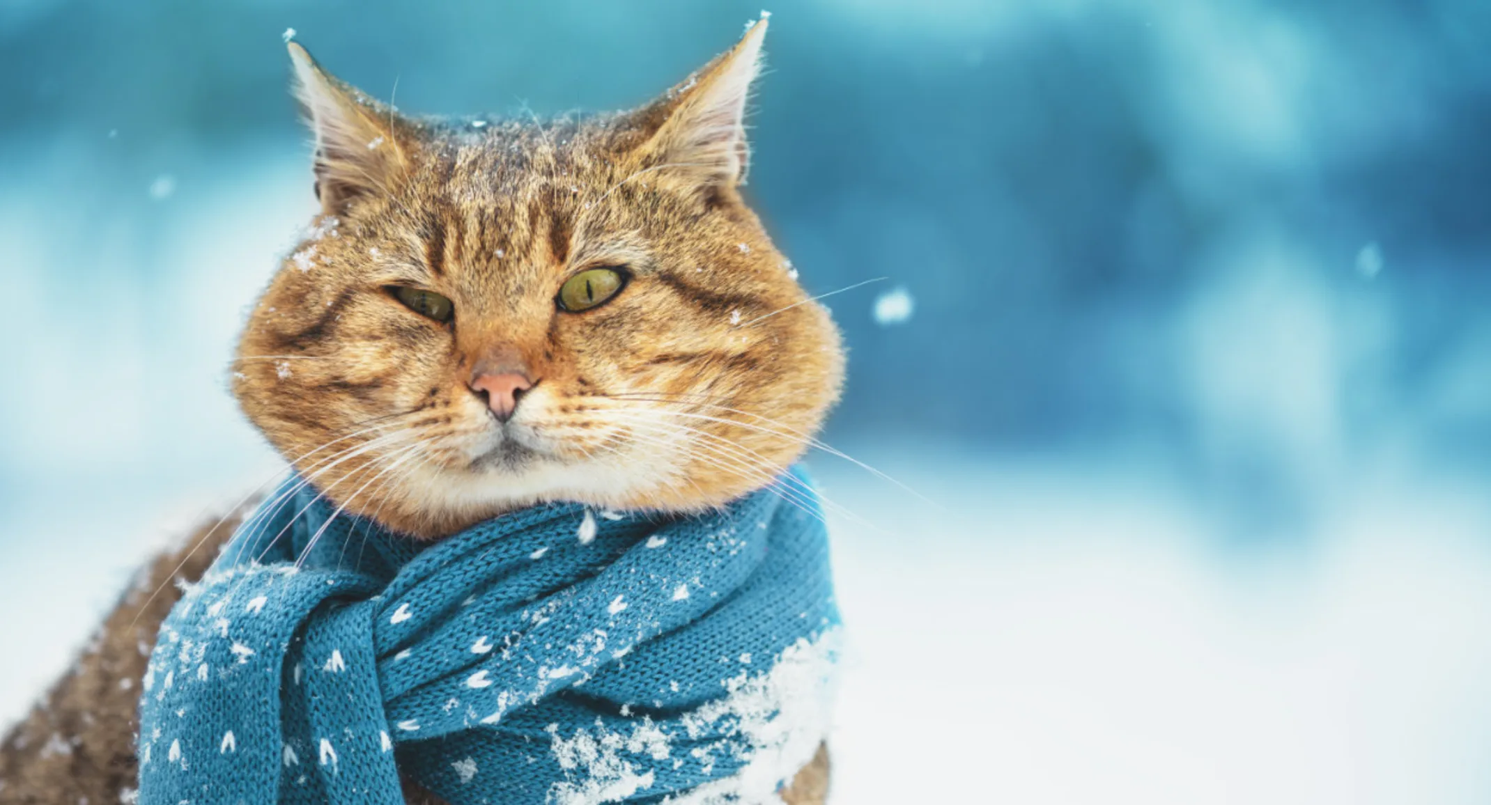 Orange cat with green eyes in the snow with blue scarf