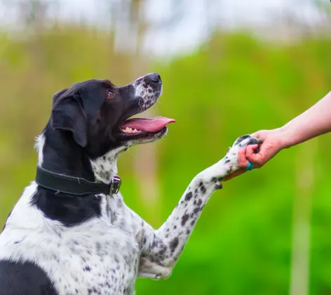 Dog giving paw to woman 