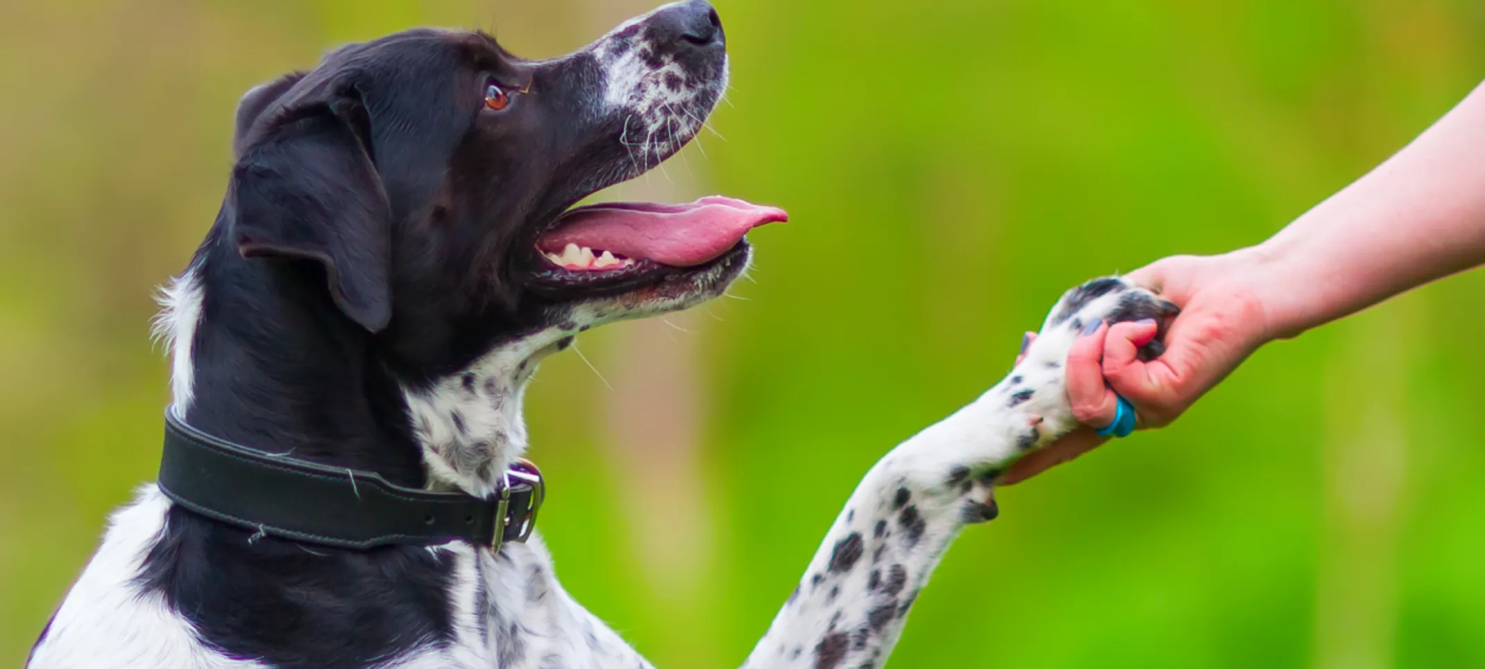 Dog giving paw to woman Dog giving paw to woman