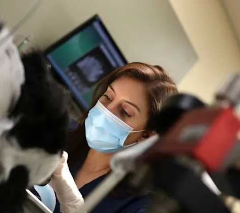 photo of doctor tending to teeth of a dog photo of doctor tending to teeth of a dog