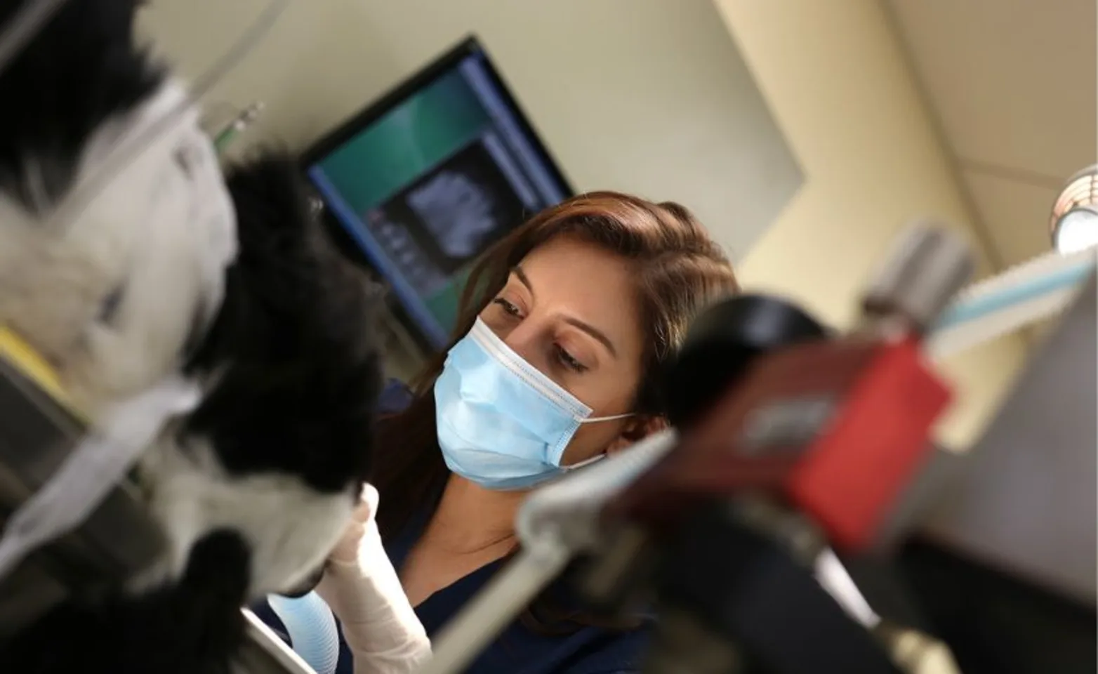 photo of doctor tending to teeth of a dog photo of doctor tending to teeth of a dog