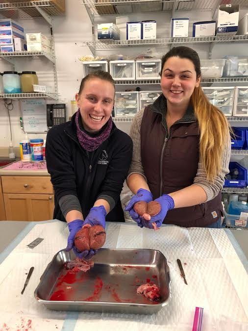 Two veterinary assistants holding removed reproductive organs on a horse