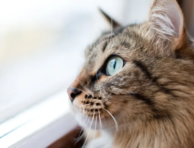 Cat looking out the window Cat looking out the window
