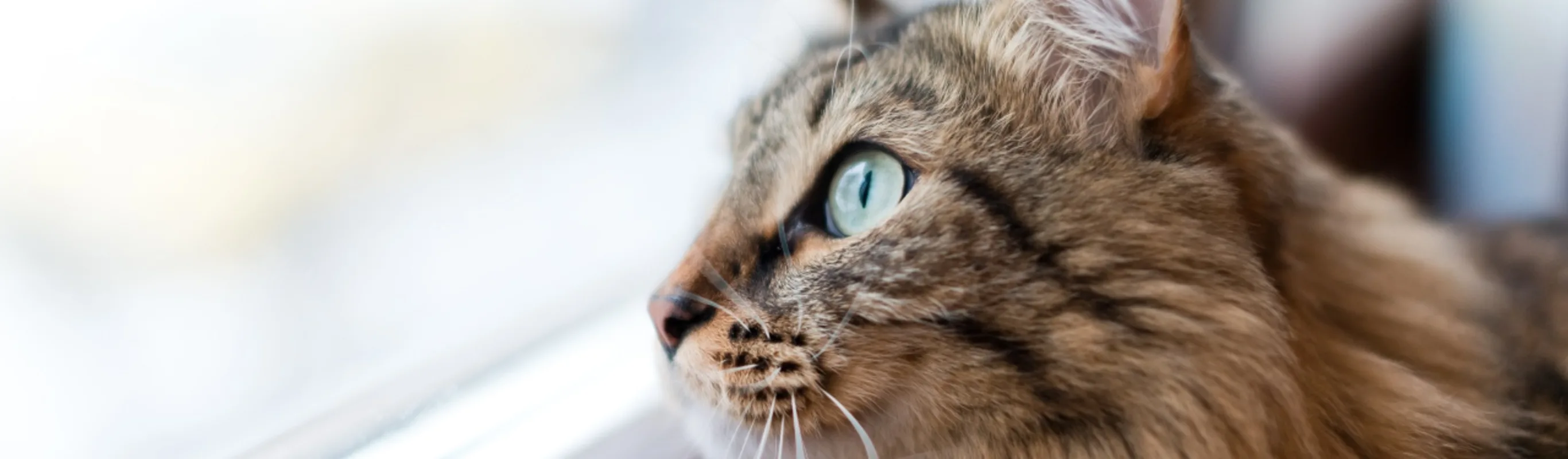 Cat looking out the window