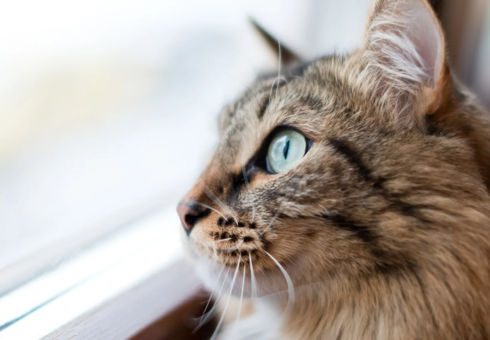 Cat looking out the window Cat looking out the window
