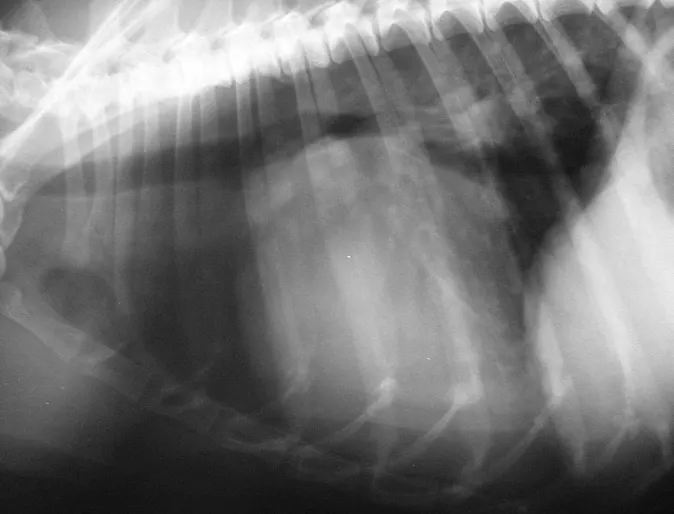 Zoie's x-ray showing an enlarged heart Zoie's x-ray showing an enlarged heart