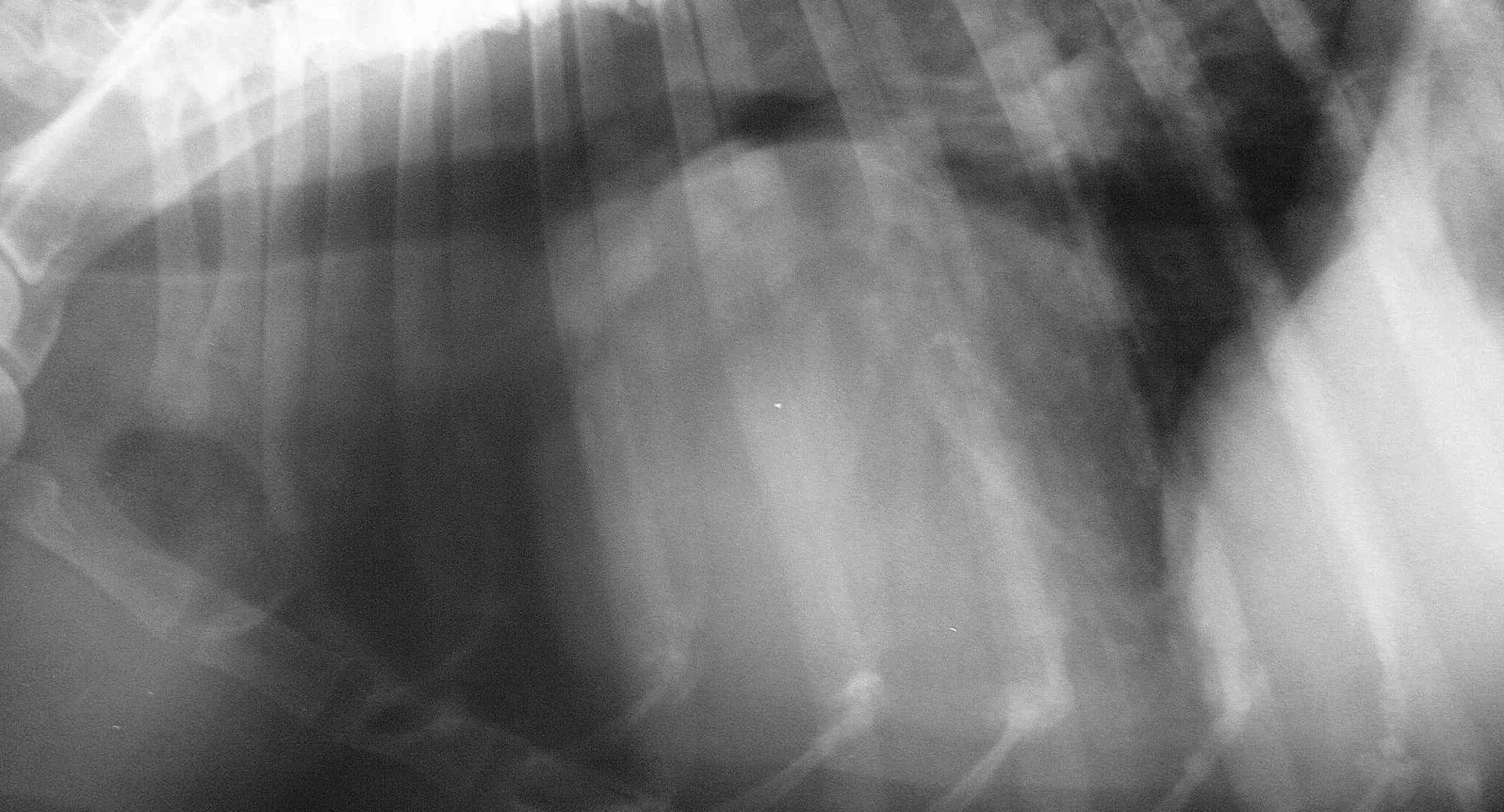Zoie's x-ray showing an enlarged heart Zoie's x-ray showing an enlarged heart
