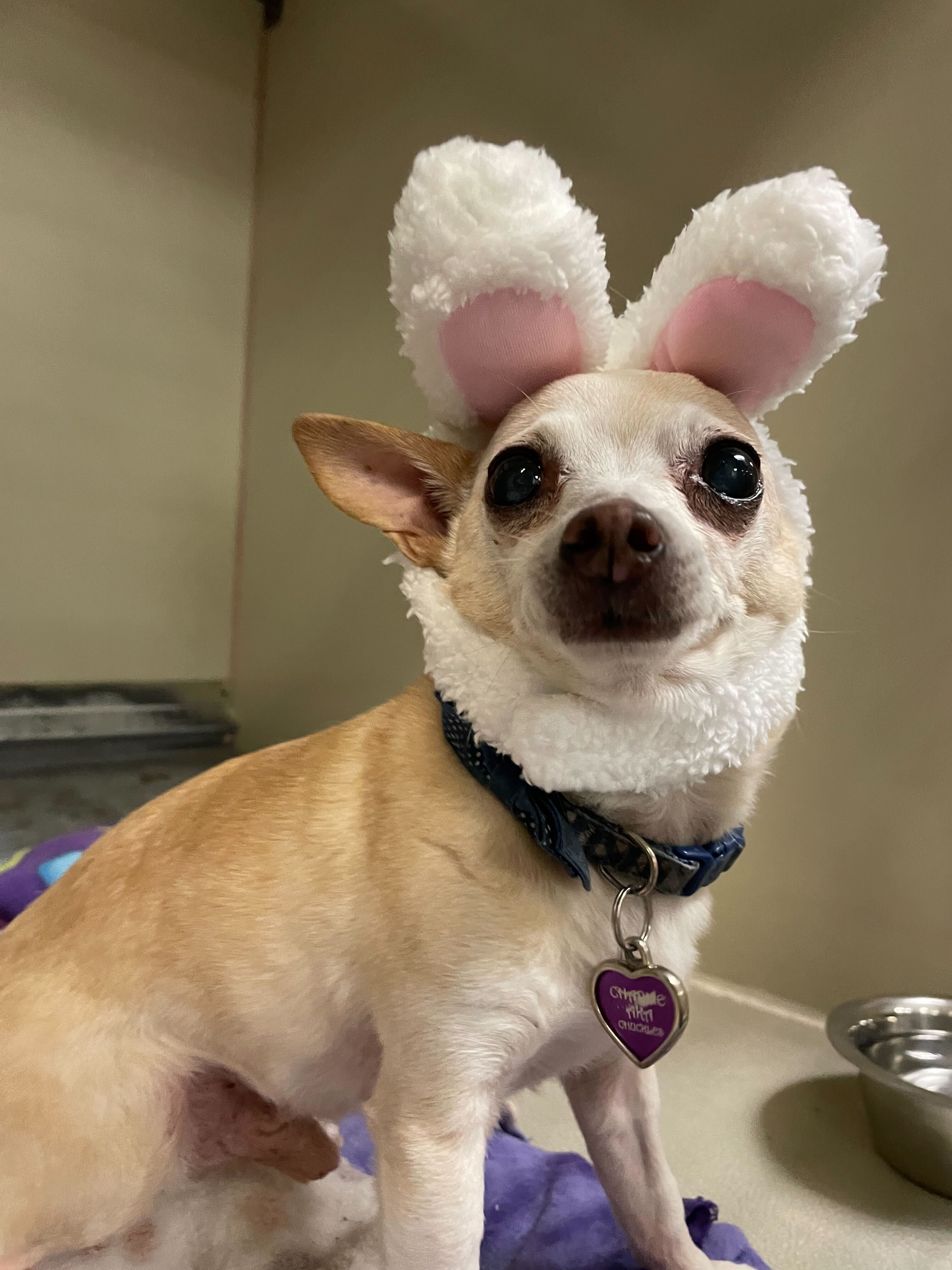 A chihuahua in a bunny costume