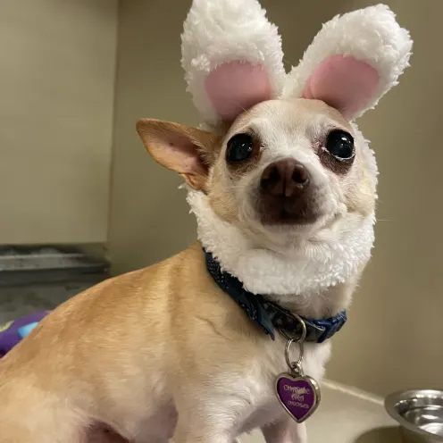 A chihuahua in a bunny costume