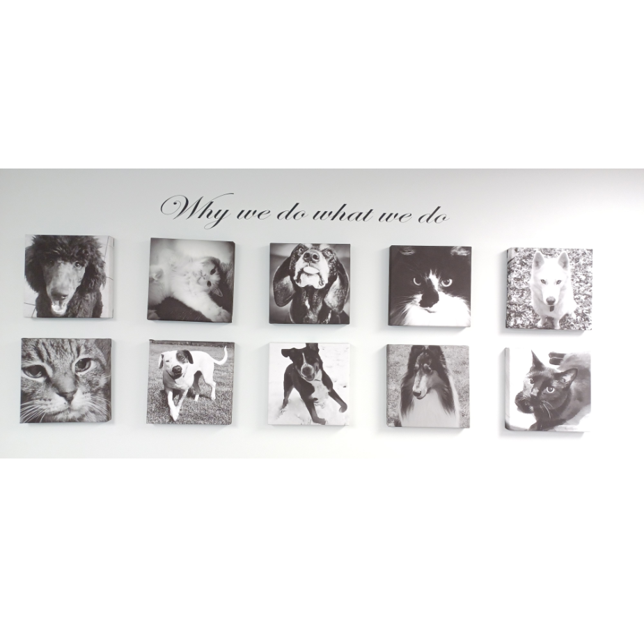Wall of Photos of Pets, with saying "why we do what we do"