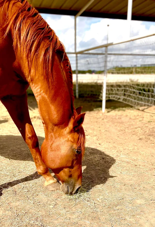 Horse eating Horse eating