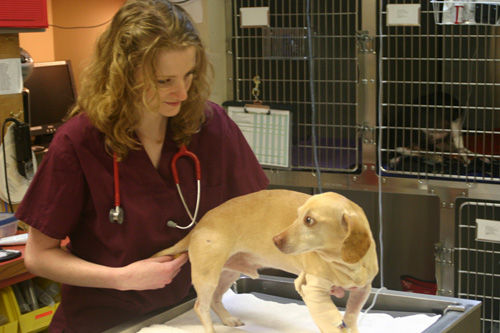 Staff with dog on table