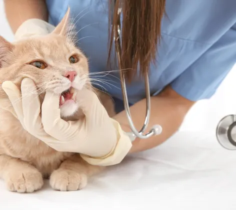 Staff member examining cat's teeth