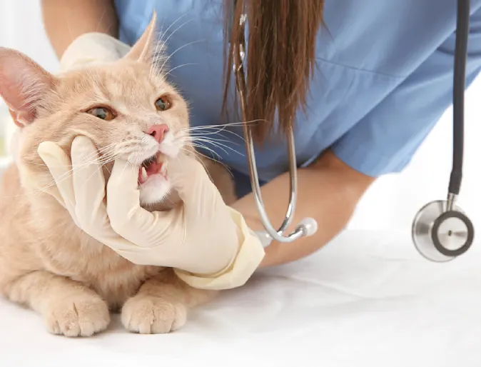 Staff member examining cat's teeth