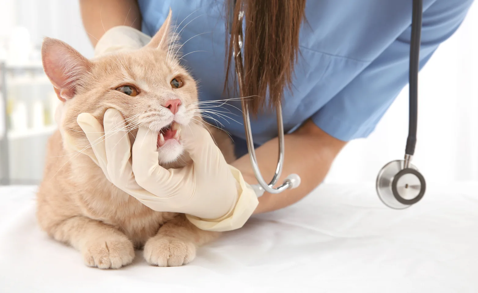 Staff member examining cat's teeth