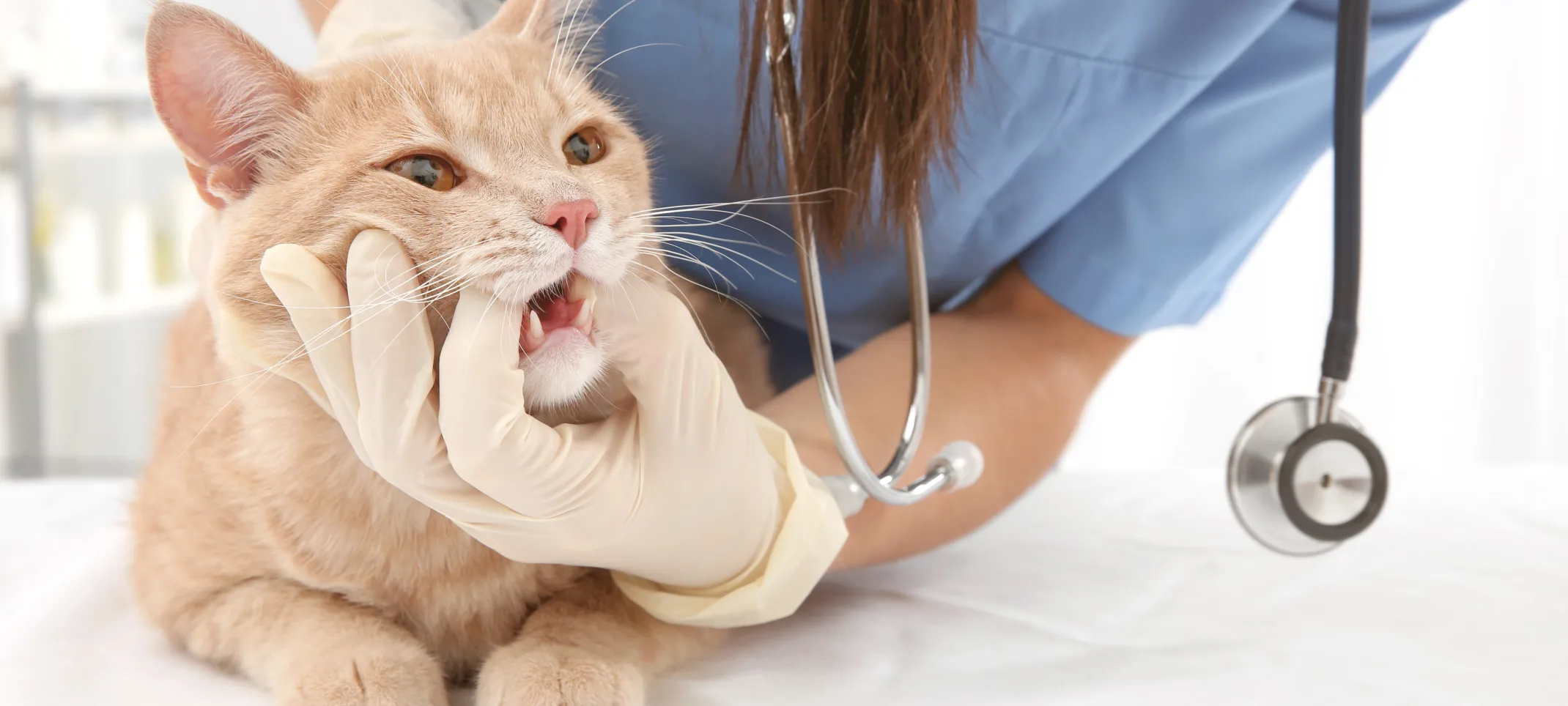 Staff member examining cat's teeth