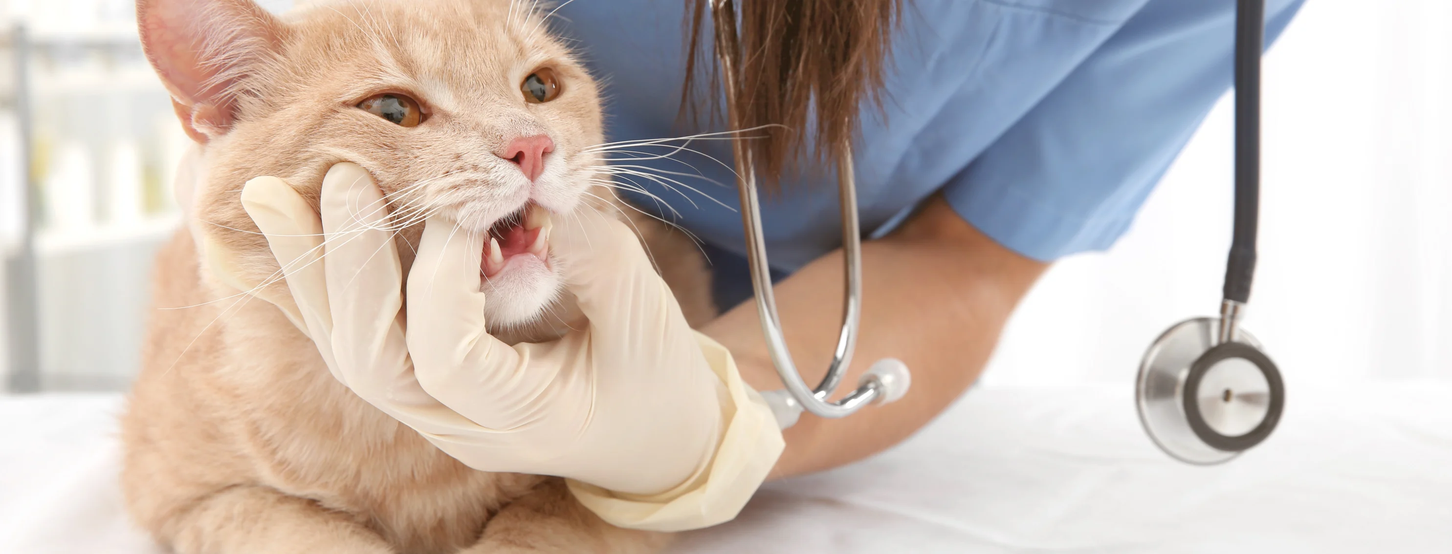 Staff member examining cat's teeth