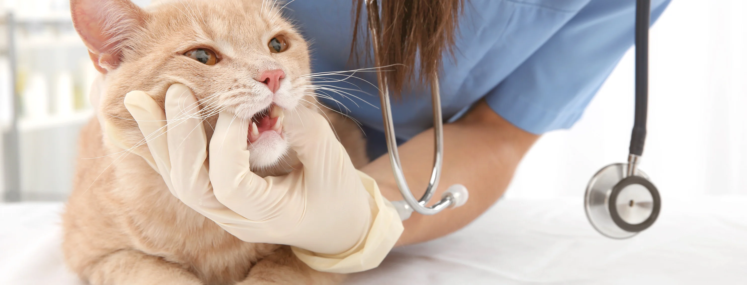 Staff member examining cat's teeth Staff member examining cat's teeth