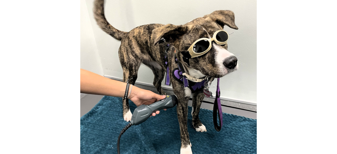 Dog Wearing Goggles