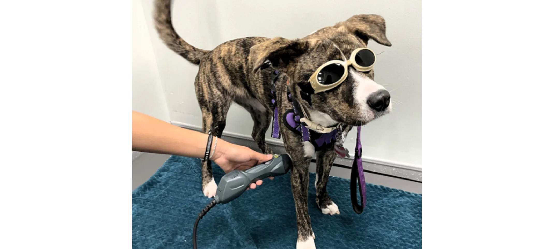 Dog Wearing Goggles Dog Wearing Goggles