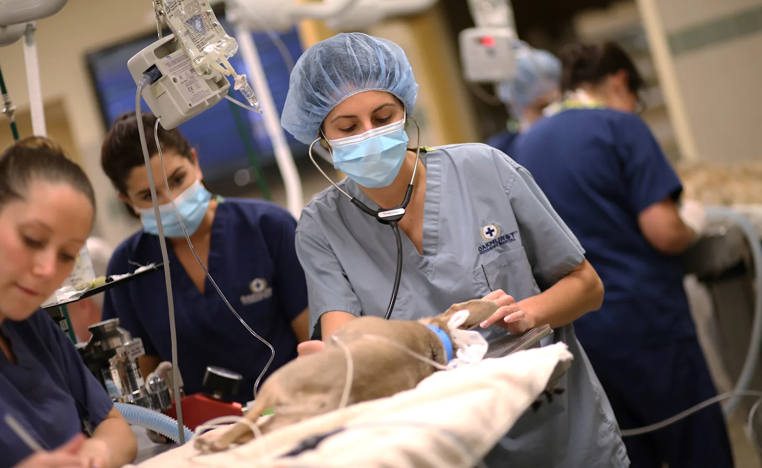 Cancer in Pets Cancer in Pets