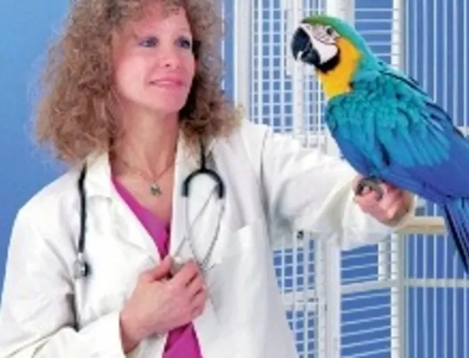 Parrot Parrot