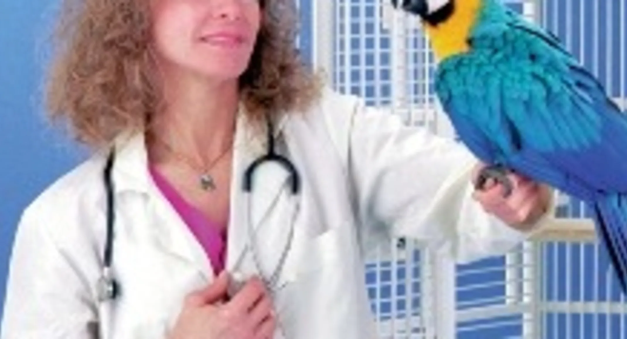 Parrot Parrot