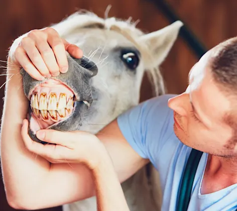 Dental Examine Horse with Doctor Dental Examine Horse with Doctor