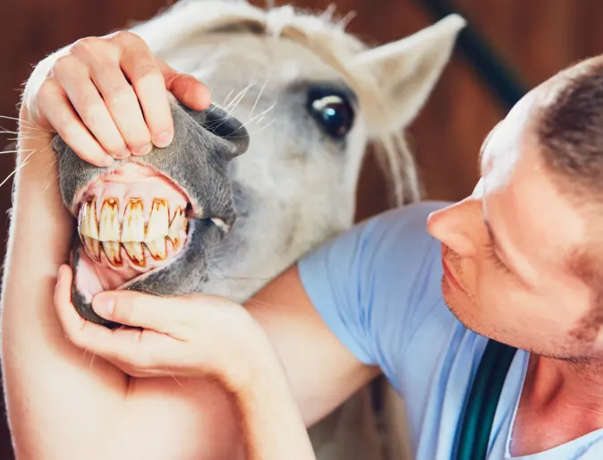 Dental Examine Horse with Doctor