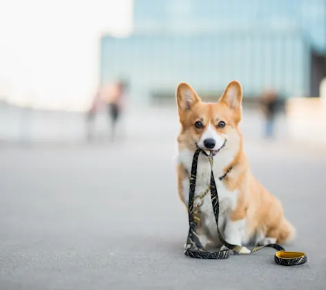 Corgi waiting with a leash in its mouth Corgi waiting with a leash in its mouth