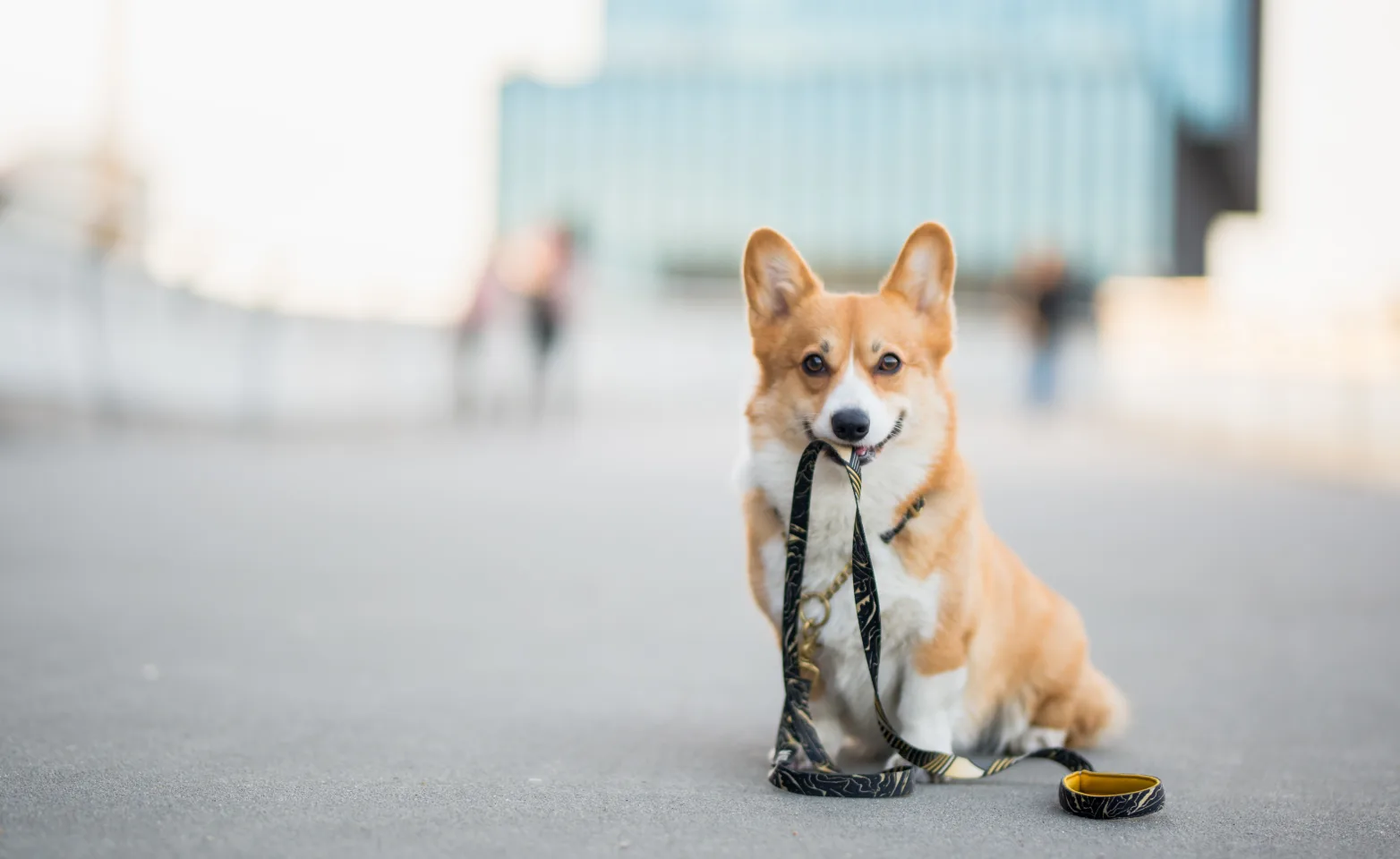 Corgi waiting with a leash in its mouth