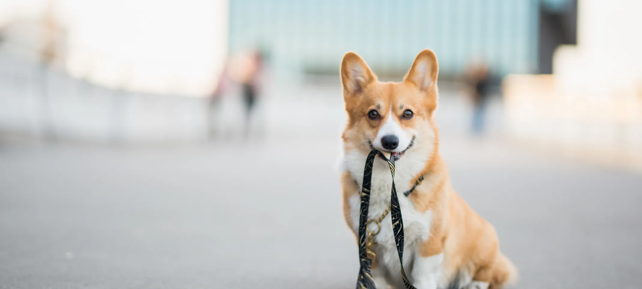 Corgi waiting with a leash in its mouth Corgi waiting with a leash in its mouth