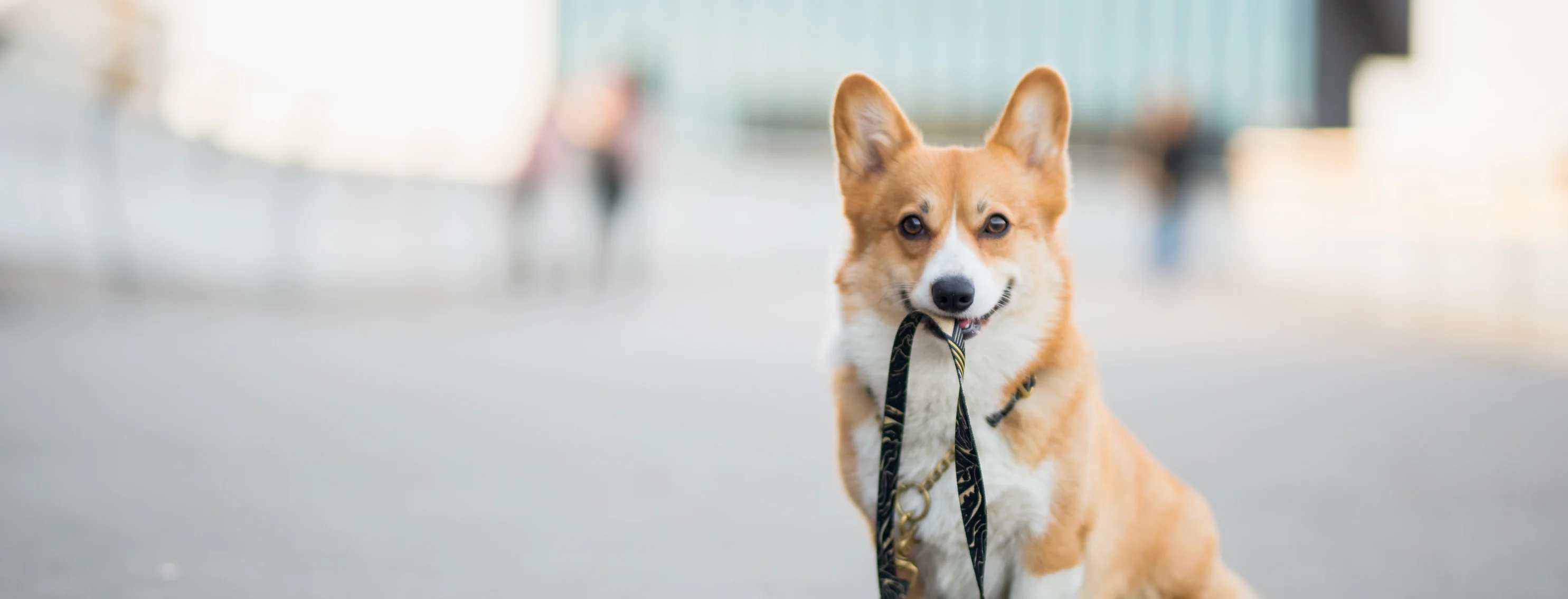 Corgi waiting with a leash in its mouth