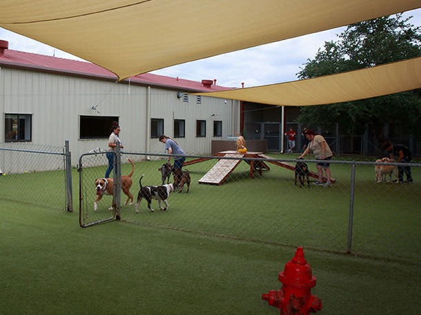 Dog playground at Happy Tails Pet Resort 
