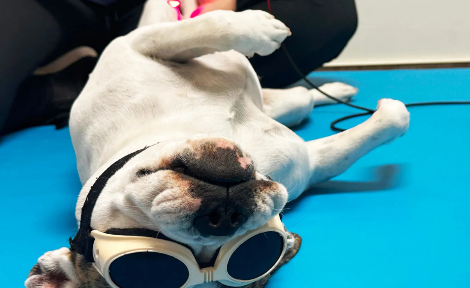 A dog receiving laser therapy A dog receiving laser therapy