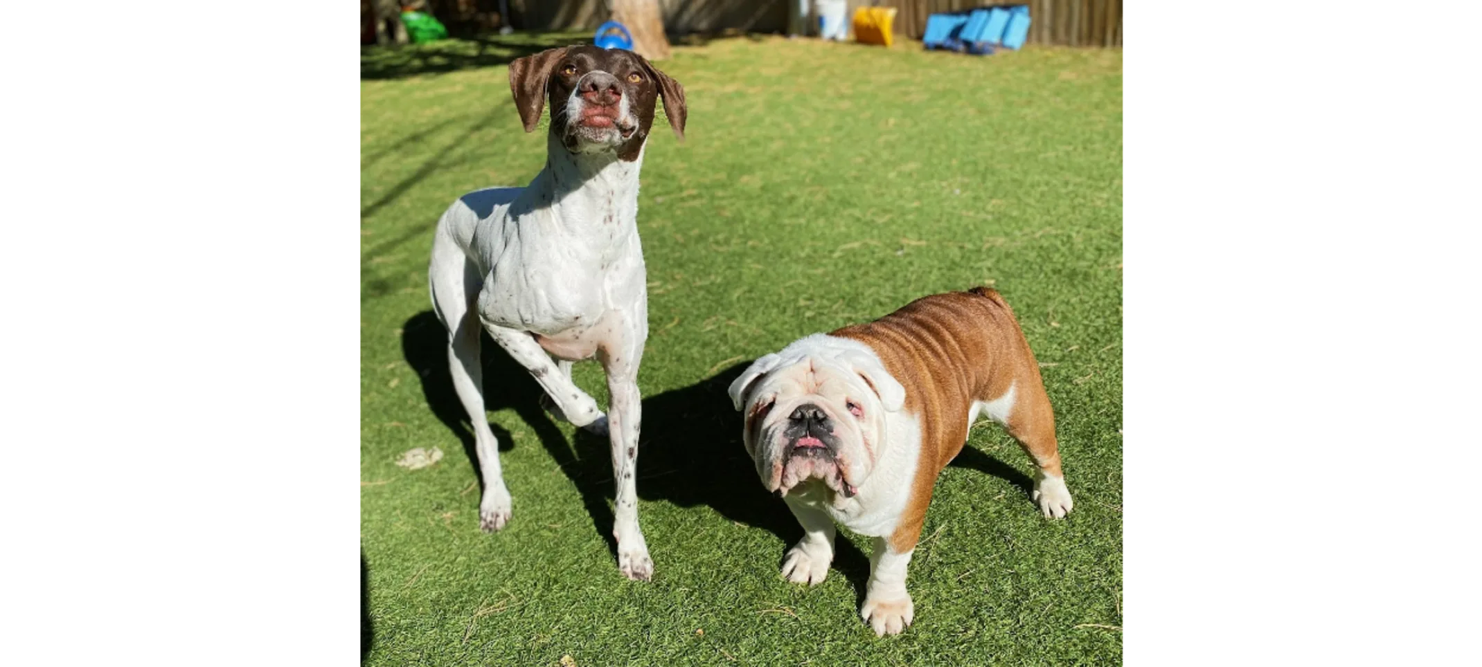 Bulldog and White/Brown Dog Standing in the Grass Together Bulldog and White/Brown Dog Standing in the Grass Together