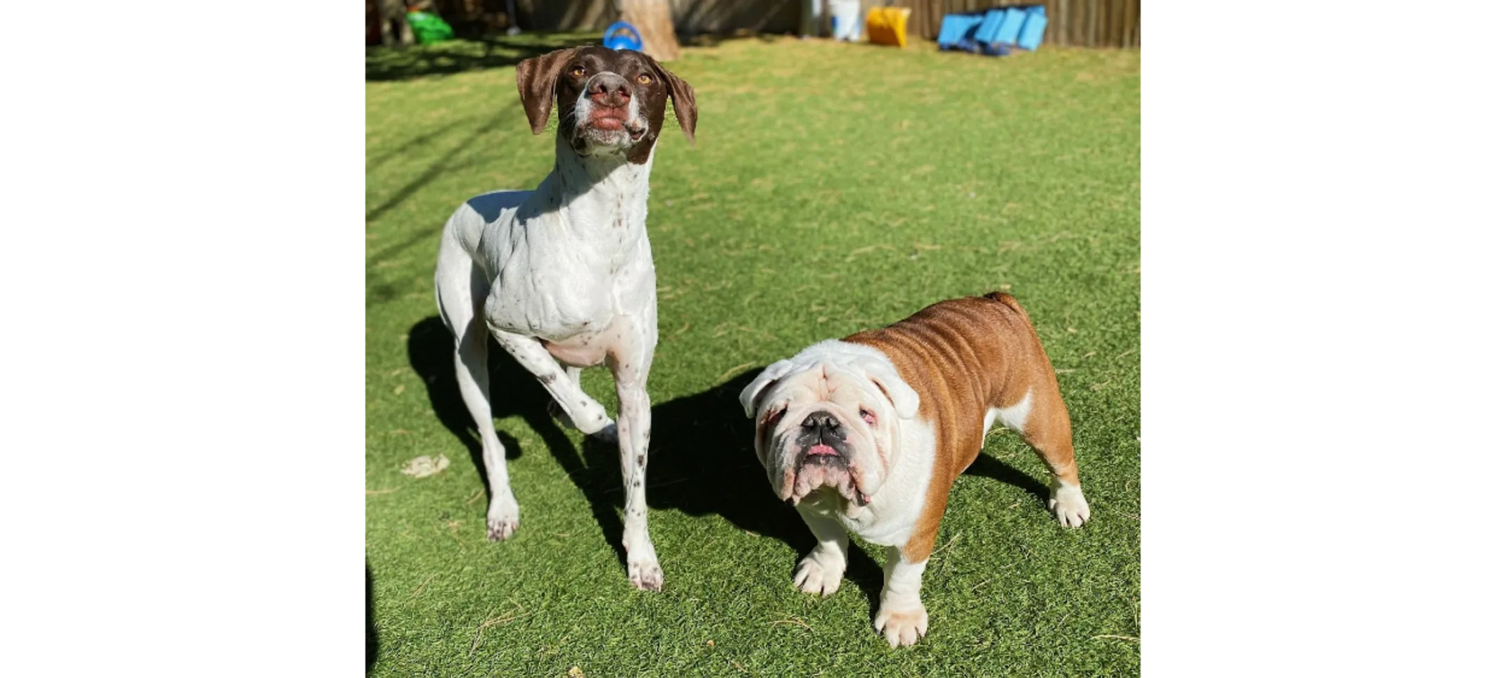 Bulldog and White/Brown Dog Standing in the Grass Together