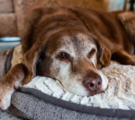 Senior golden brown dog is laying on their dog bed relaxing.