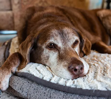 Senior golden brown dog is laying on their dog bed relaxing. Senior golden brown dog is laying on their dog bed relaxing.