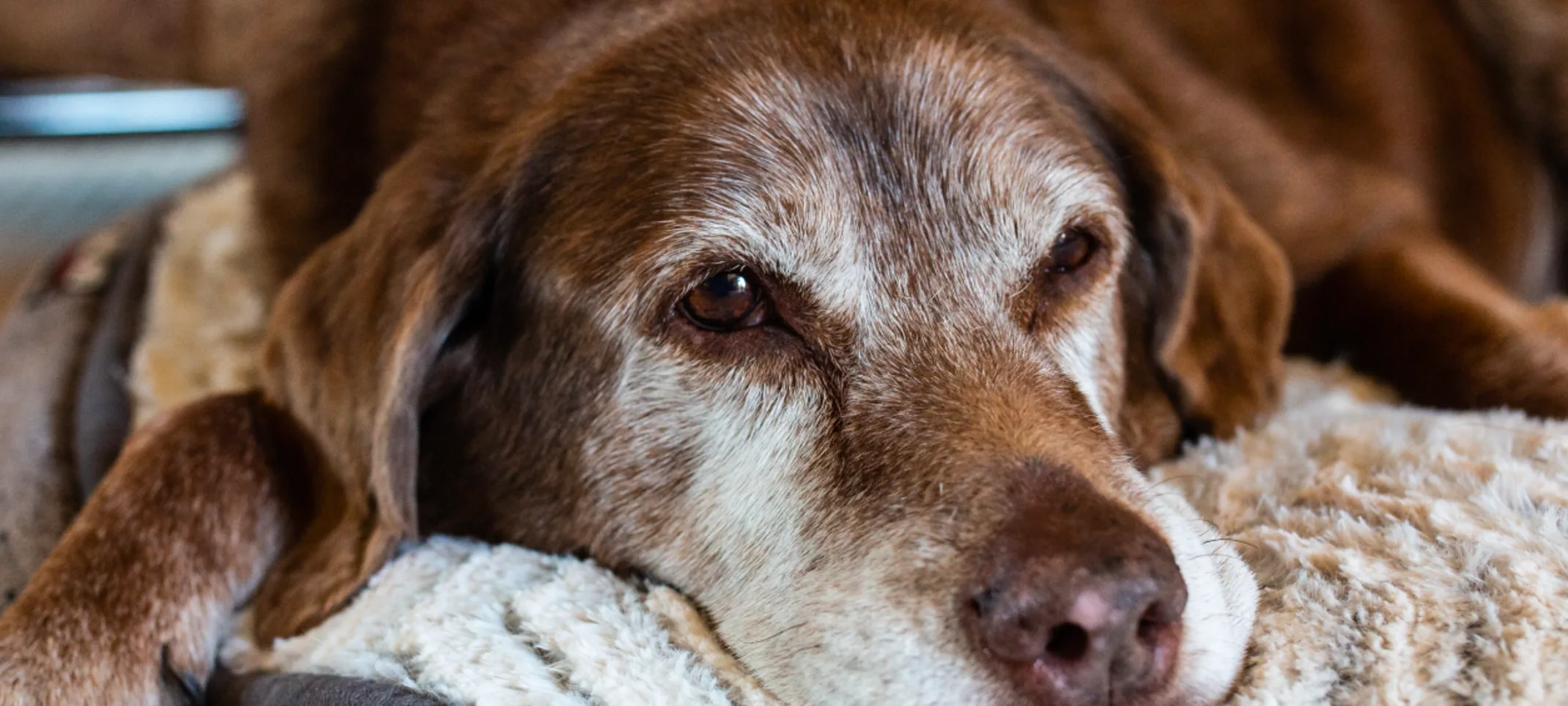 Senior golden brown dog is laying on their dog bed relaxing.