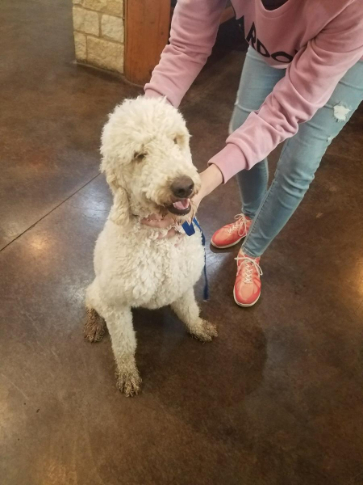 A White Dog with its Owner