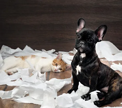 Dog and Cat destroy paper