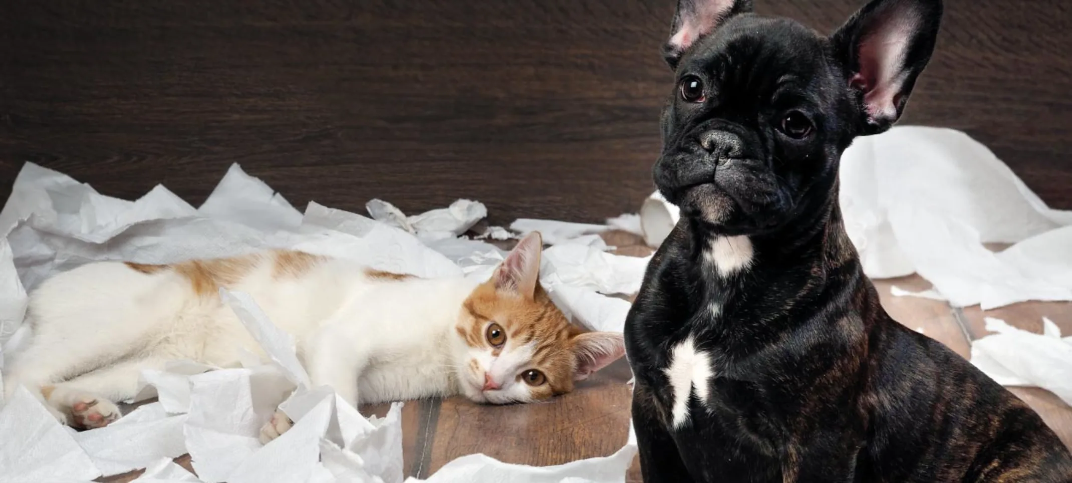 Dog and Cat destroy paper Dog and Cat destroy paper