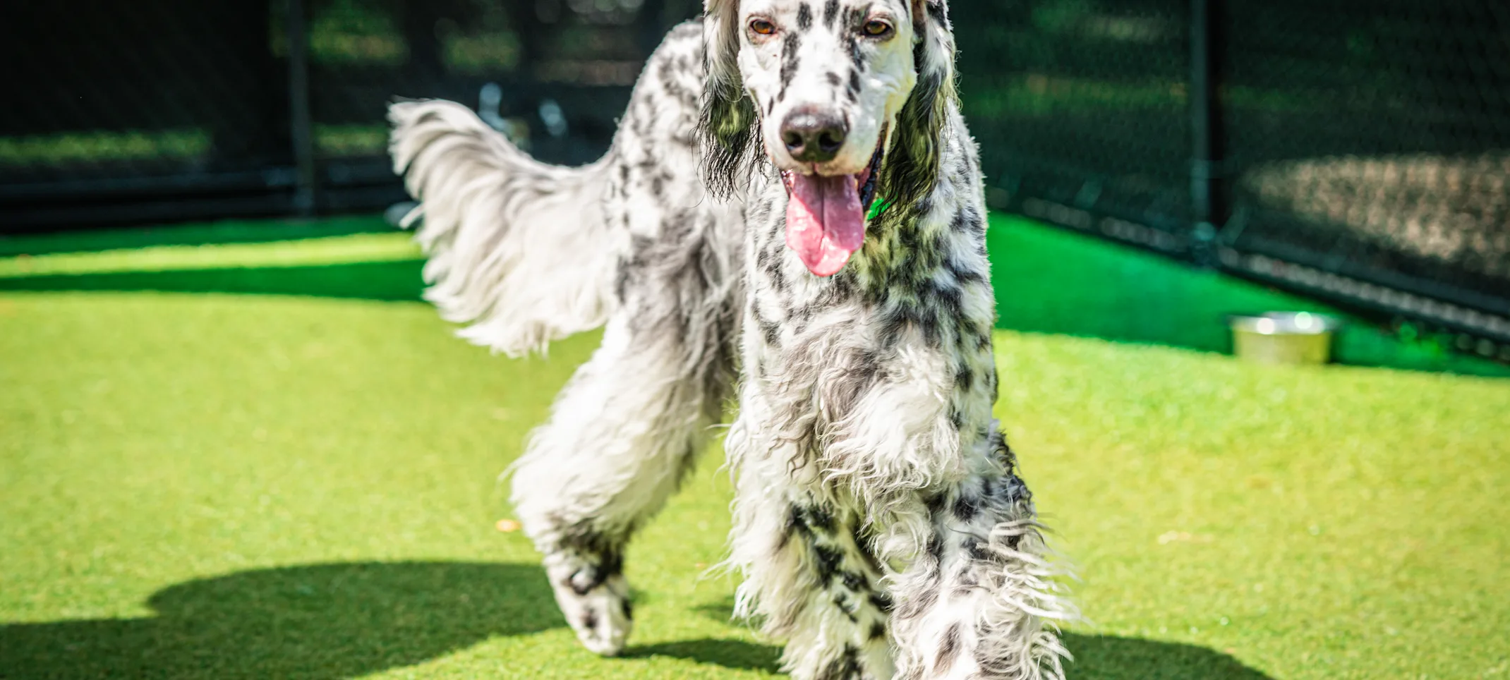 Spotted dog walking in the grass Spotted dog walking in the grass