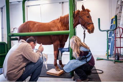 Staff with horse patient 2