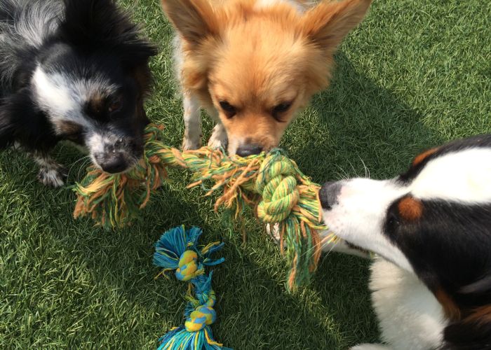 dogs all grabbing at the same rope toy 