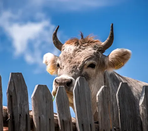 Cow standing behind a wooden fence with a blue sky Cow standing behind a wooden fence with a blue sky
