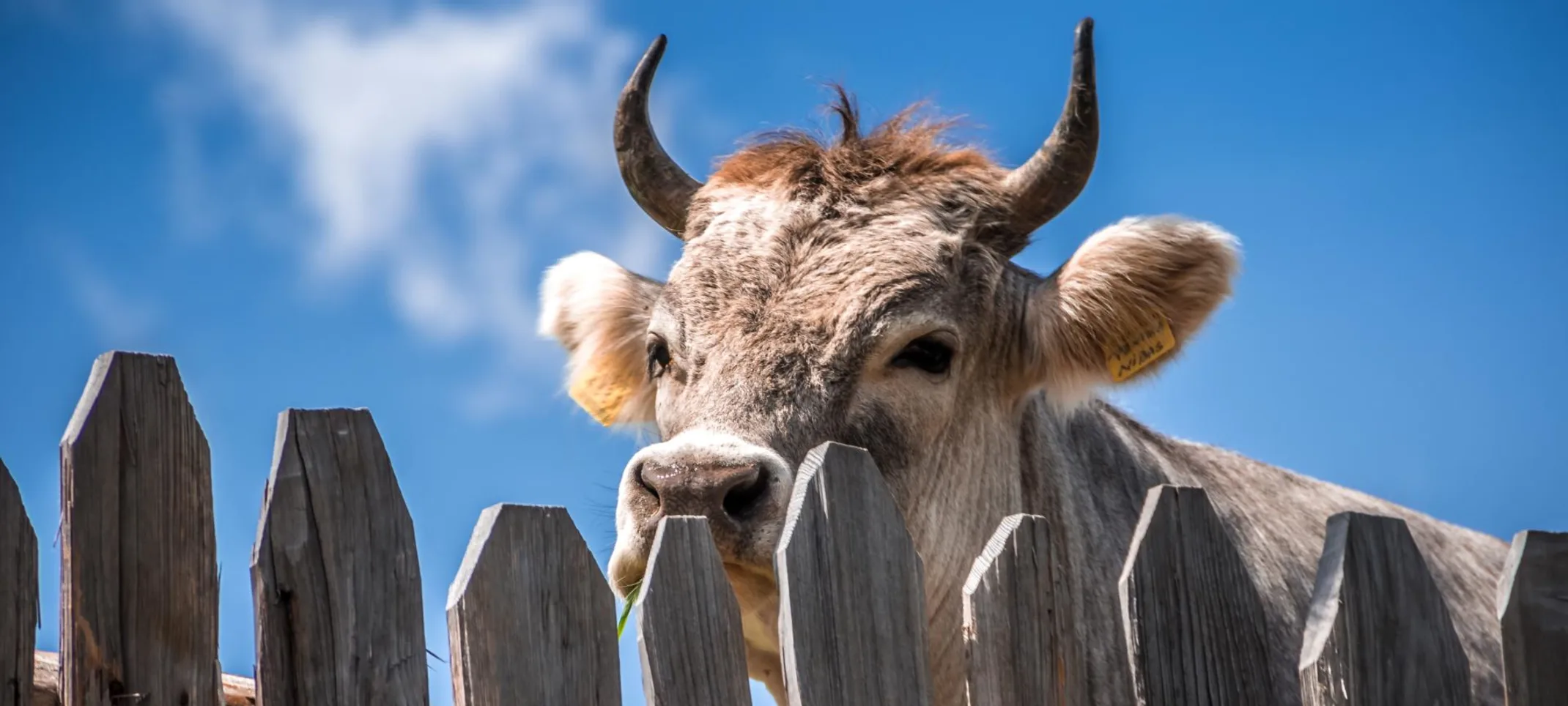 Cow standing behind a wooden fence with a blue sky Cow standing behind a wooden fence with a blue sky